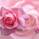 푸른향기 이미지