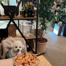 키친 103 | 경주 애견동반 이탈리안 맛집 💛 PPK키친 경주점 방문 후기