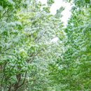 이팝나무길 이미지