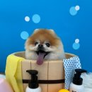 애견미용 이미지