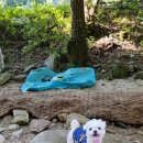 8코기네 애견펜션 이미지