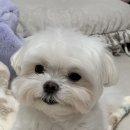 펫더데이 이미지