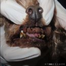파주365동물의료센터 이미지