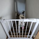 여주 다리원 애견독채팬션 이미지