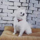 도도맨즈 이미지