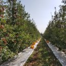 사과마을식당 이미지