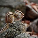 아기다람쥐 이미지