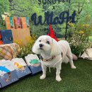 남서울펫호텔 이미지