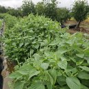 서니농장 이미지