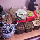 항구동식당 | [포항 영일대 맛집] 설날 연휴 고향 나들이! 오차즈케가 맛있는 '온담' 후기 🍱🌸