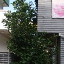 하영올레 3코스 | 하영올레3코스...