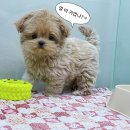 퍼피몽(애견분양) | 노원애견분양 퍼피몽에서 파티말티푸책임분양 받으세요 ! <루팡이>