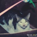 행복한 냥이네 이미지