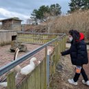 막내목장 이미지