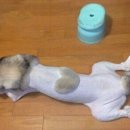 강아지 미용 이미지