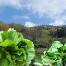 일품농장 이미지