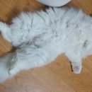 땡땡모