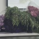 리스(219) 이미지