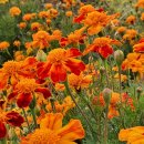 미소 농장 이미지