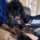 24시 더블유 동물의료센터 이미지