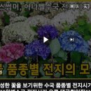 수국 품종별 전지시기 이미지