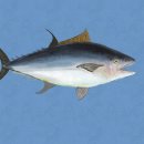 교구양곱창 이미지