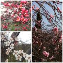 노적애뜰 이미지