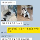 문캐터리 | 노르웨이숲 고양이 성격(ft.놀숲캐터리)