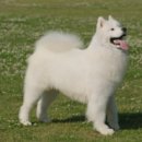 강아지랑 이미지