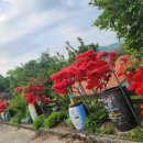 행복한 꿈 이미지