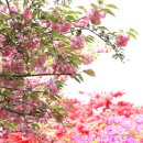완주 칠봉 겹벚꽃 이미지