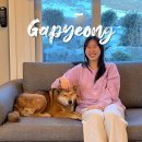개가사는그집 | 가평 애견동반 숙소 중형견 내돈내산 개가사는그집