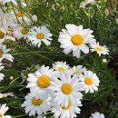 가자니아 이미지