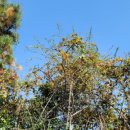 진부령황태구이 이미지