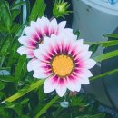 가자니아 이미지