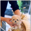 광주강아지분양 고양이분양 24시 데려가개본점 이미지