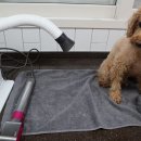 펫 목욕하는날 이미지