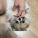 호두마루 이미지