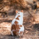 24시 코끼리동물병원 이미지