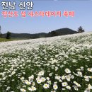 장산 장병준 생가 | 신안군 장산도 화이트 정원 2026 섬 샤스타데이지 축제, 하얀 꽃바다에 풍덩 빠져봐요~