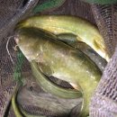 파라솔장어 이미지