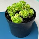 금은농장 | 장미처럼 풍성한 군생 다육 에오니움 캐치아이금 키워본 솔직 후기