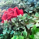 [1편] 2023년3월3일 금요일 양주시 고읍1동과 경동대학교 풍경 이미지