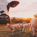 동명농장2 이미지