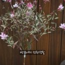 고비올 농장 이미지