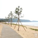신지명사십리해수욕장 이미지