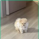 멍벤져스 | 멍벤져스에서 강아지 분양 경험, 안전한 선택과 후기