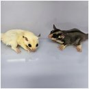 펫엔글라이더 천안점 | 펫엔글라이더 천안점 새로운 가족 만나고 왔습니다