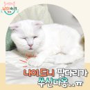 그루밍:담 | 고양이 관절영양제 추천! 겨울철 노령묘 노령견 관절 슬개골 관리 필수템