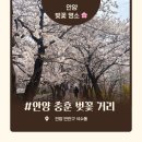 충훈터널_석수도서관 | 안양 벚꽃 명소 🌸 안양 충훈부 벚꽃거리 정보 &amp; 방문 후기